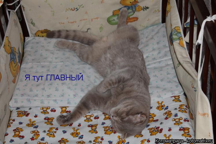 Котоматрица: Я тут ГЛАВНЫЙ