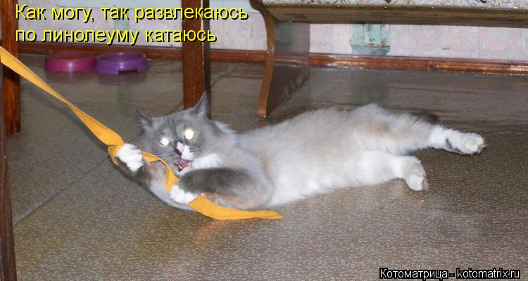Как могу, так развлекаюсь Как могу, так развлекаюсь по линолеуму катаюсь... Котоматрица: Как могу, так развлекаюсь Как могу, так развлекаюсь по линолеуму катаюсь