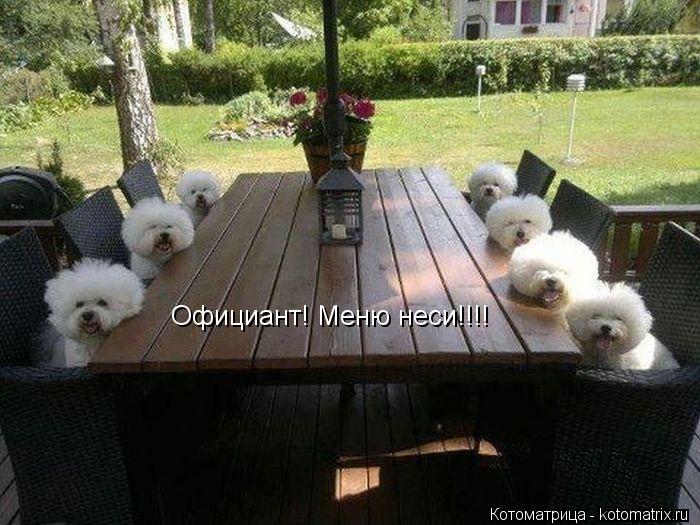 Котоматрица: Официант! Меню неси!!!!