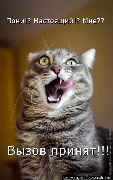 Котоматрица: Пони!? Настоящий!? Мне?? Вызов принят!!!