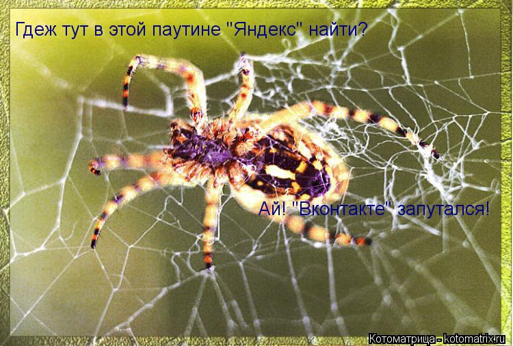 Котоматрица: Гдеж тут в этой паутине "Яндекс" найти?  Ай! "Вконтакте" запутался!