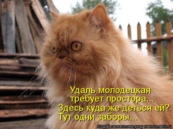 Котоматрица: Удаль молодецкая требует простора... Здесь куда же деться ей? Тут одни заборы...