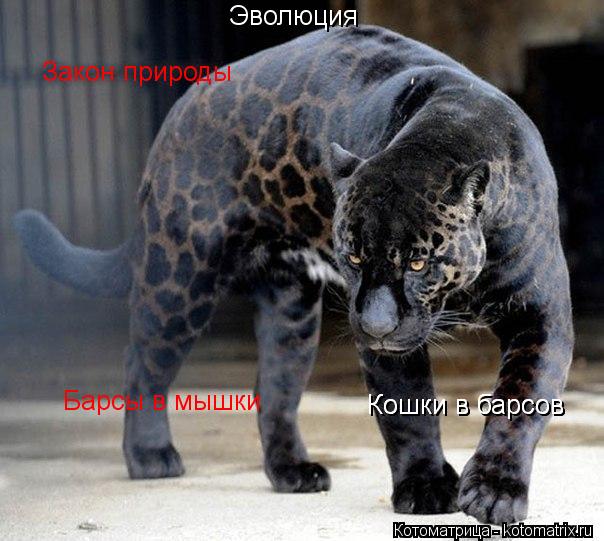 Котоматрица: Эволюция Закон природы Кошки в барсов Кошки в барсов Барсы в мышки