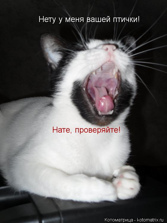 Котоматрица: Нету у меня вашей птички! Нате, проверяйте!