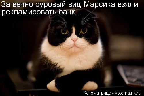 Котоматрица: За вечно суровый вид Марсика взяли рекламировать банк...