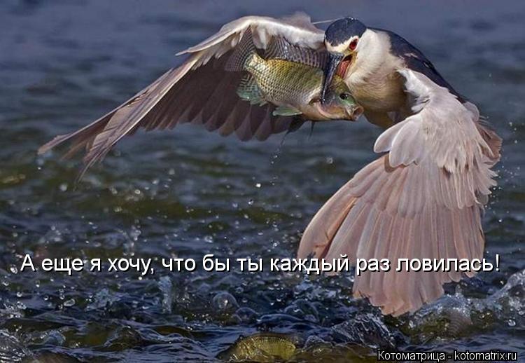 Котоматрица: А еще я хочу, что бы ты каждый раз ловилась!