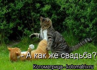 Котоматрица: - А как же свадьба?