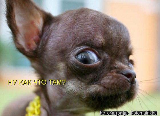 Котоматрица: НУ КАК ЧТО ТАМ?