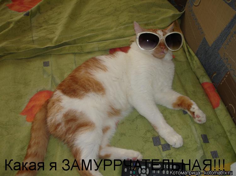 Котоматрица: Какая я ЗАМУРРЧАТЕЛЬНАЯ!!!