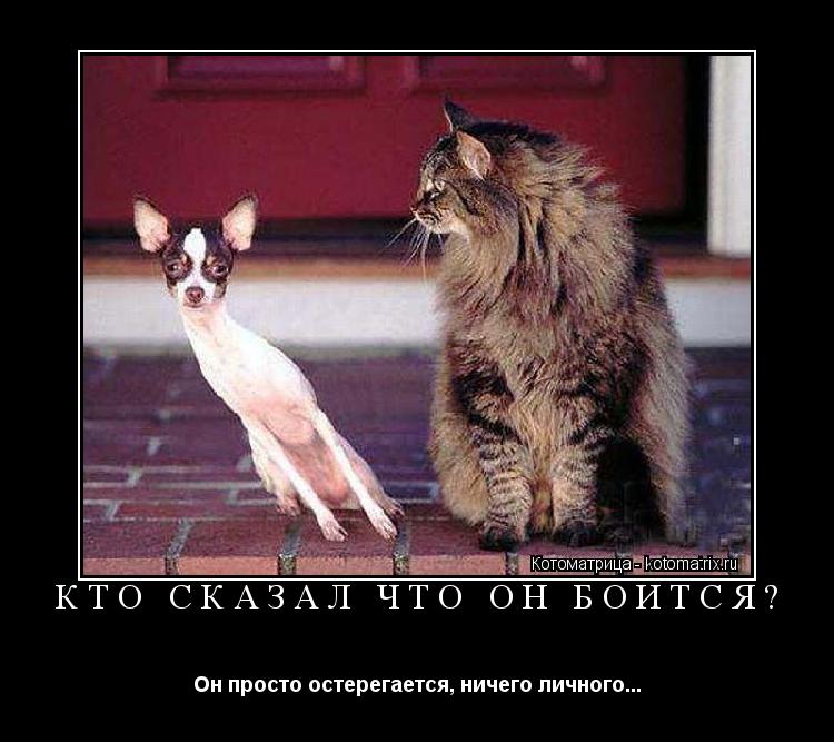 Котоматрица: КТО СКАЗАЛ ЧТО ОН БОИТСЯ? Он просто остерегается, ничего личного...
