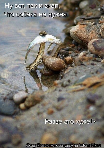 Котоматрица: Ну вот, так и знал, Что собака не нужна Разве это хуже!?