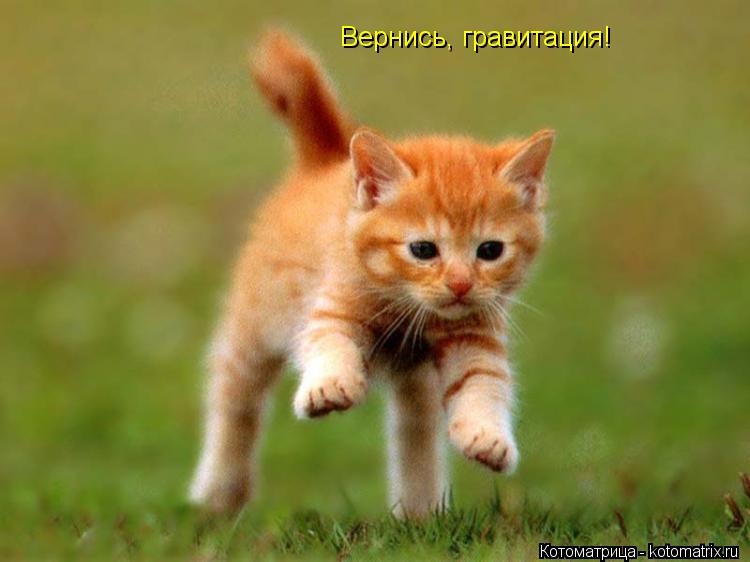 Котоматрица: Вернись, гравитация!