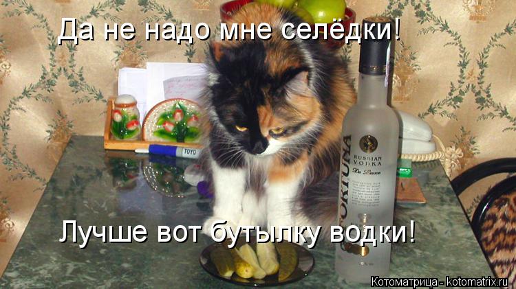 Котоматрица: Да не надо мне селёдки!  Лучше вот бутылку водки!
