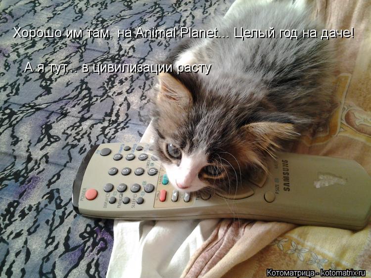 Котоматрица: Хорошо им там, на Animal Planet... Целый год на даче!  А я тут... в цивилизации расту