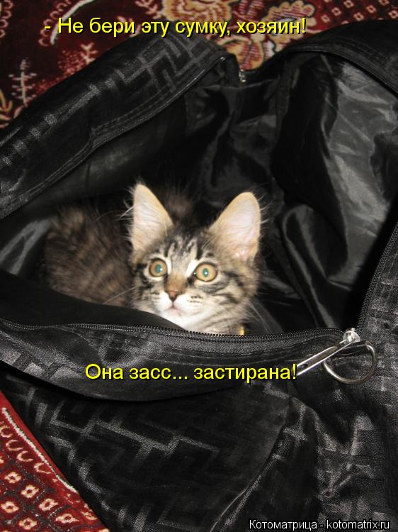 Котоматрица: Она засс... застирана! Не бери эту сумку, хозяин! -