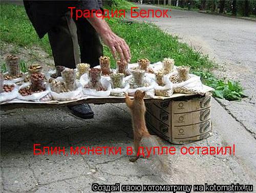 Котоматрица: Трагедия Белок: Блин,монетки в дупле оставил!