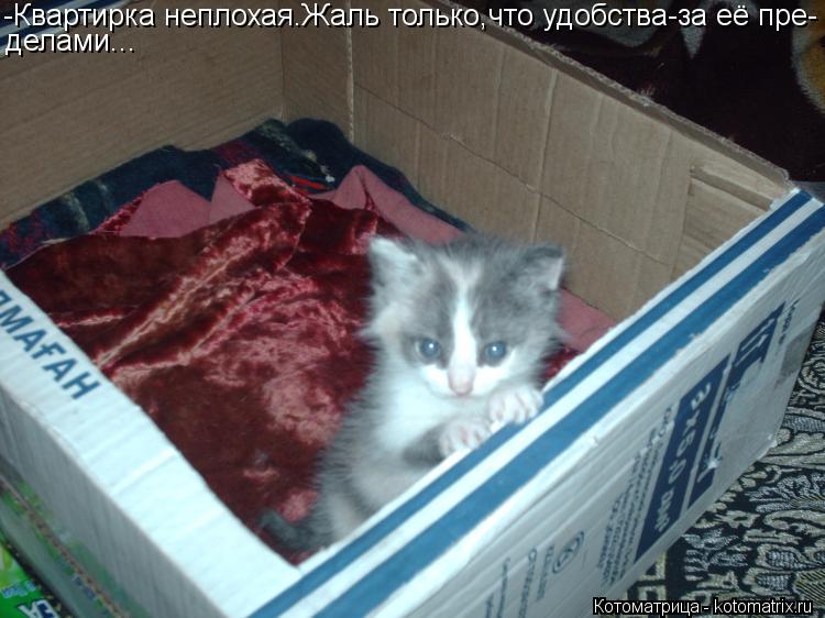 Котоматрица: -Квартирка неплохая.Жаль только,что удобства-за её пре- делами...