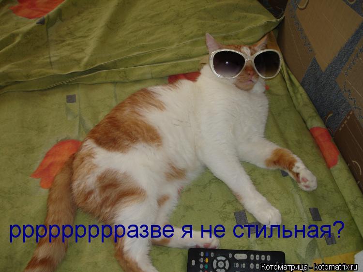 Котоматрица: ррррррррразве я не стильная?