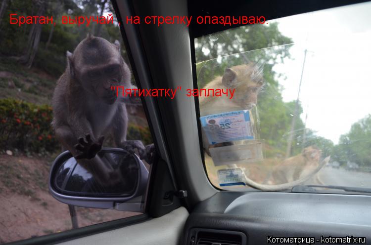 Котоматрица: "Пятихатку" заплачу Братан, выручай , на стрелку опаздываю.