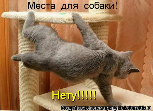 Котоматрица: Места  для  собаки! Нету!!!!!