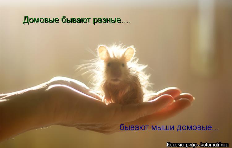 Домовые бывают разные.... бывают мыши домовые...... Котоматрица: Домовые бывают разные.... бывают мыши домовые...