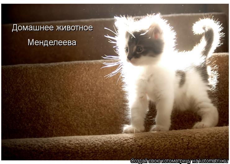 Домашнее животное Менделеева... Котоматрица: Домашнее животное Менделеева