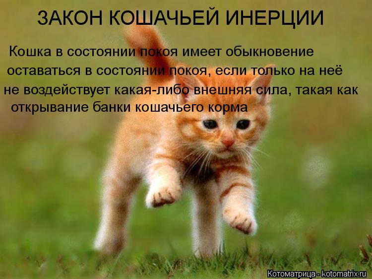 Котоматрица: ЗАКОН КОШАЧЬЕЙ ИНЕРЦИИ Кошка в состоянии покоя имеет обыкновение оставаться в состоянии покоя, если только на неё не воздействует какая-ли