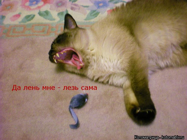 Котоматрица: Да лень мне - лезь сама