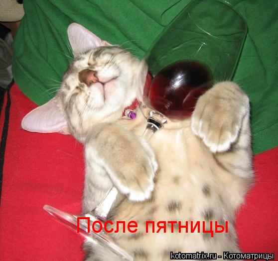 Котоматрица: После пятницы