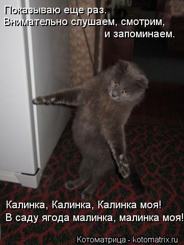 Котоматрица: Показываю еще раз. Внимательно слушаем, смотрим, и запоминаем. Калинка, Калинка, Калинка моя! В саду ягода малинка, малинка моя!