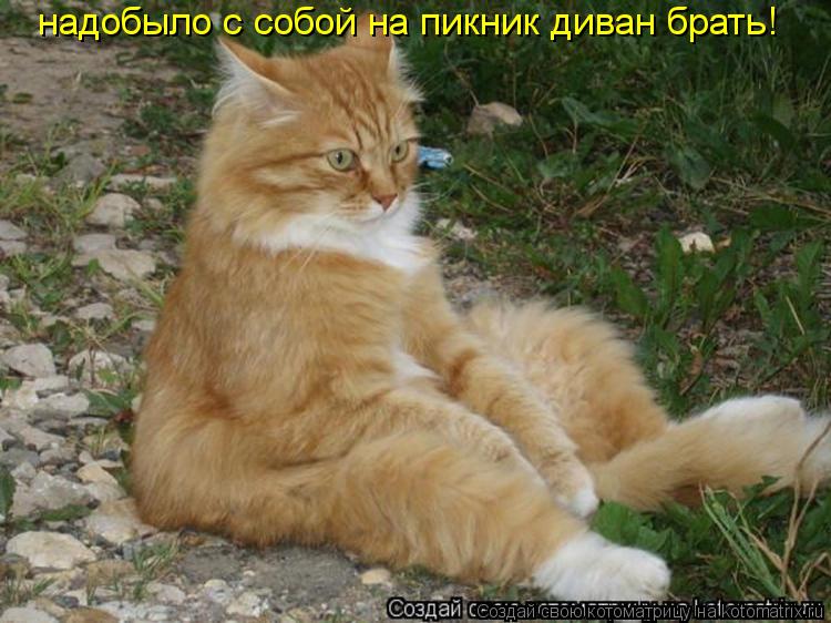 Котоматрица: надобыло с собой на пикник диван брать!