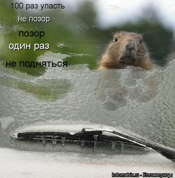 Котоматрица: 100 раз упасть  не позор позор один раз не подняться