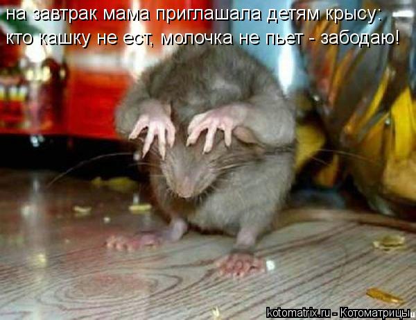 Котоматрица: кто кашку не ест, молочка не пьет - забодаю! на завтрак мама приглашала детям крысу: