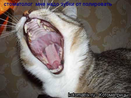 Котоматрица: стоматолог  мне надо зубки от полировать