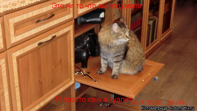 Котоматрица: Это не то что вы подумали Я просто хачу в туалет