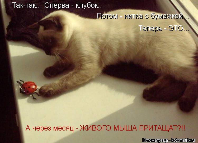 Так-так... Сперва - клубок... Потом - нитка с бумажкой... Теперь - ЭТО... А через месяц - ЖИВОГО МЫША... Котоматрица: Так-так... Сперва - клубок... Потом - нитка с бумажкой... Теперь - ЭТО... А через месяц - ЖИВОГО МЫША ПРИТАЩАТ?!!
