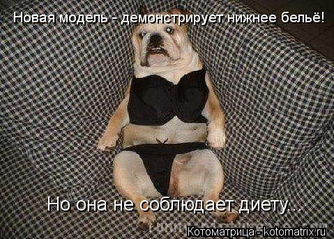 Котоматрица: Новая модель - демонстрирует нижнее бельё! Но она не соблюдает диету...