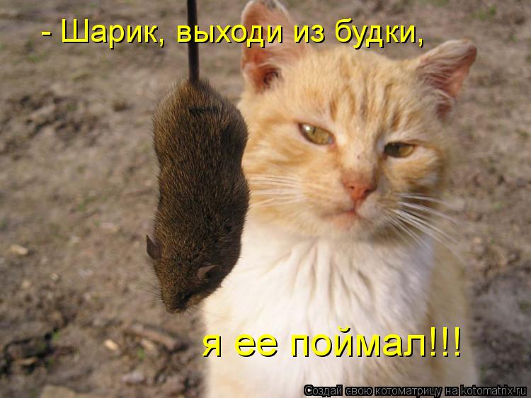 - Шарик, выходи из будки, я ее поймал!!!... Котоматрица: - Шарик, выходи из будки, я ее поймал!!!