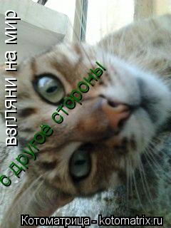 взгляни на мир с другоё стороны... Котоматрица: взгляни на мир с другоё стороны