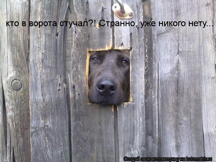 Котоматрица: кто в ворота стучал?! Странно, уже никого нету...