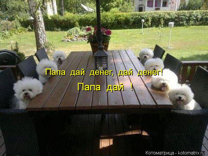 Котоматрица: Папа  дай  денег,  дай  денег! Папа  дай  денег,  дай  денег! Папа  дай  ! Папа  дай  ! Папа  дай  !