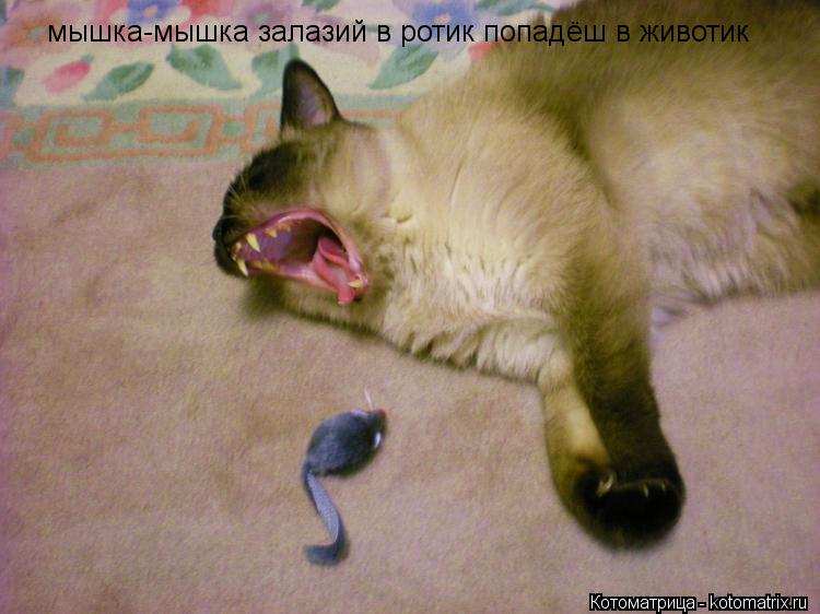 Котоматрица: мышка-мышка залазий в ротик попадёш в животик