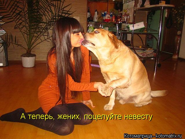 Котоматрица: А теперь, жених, поцелуйте невесту