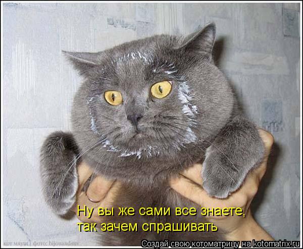 Котоматрица: Ну вы же сами все знаете, так зачем спрашивать