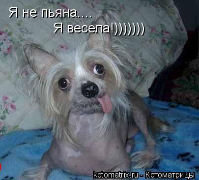 Котоматрица: Я не пьяна.... Я весела!)))))))