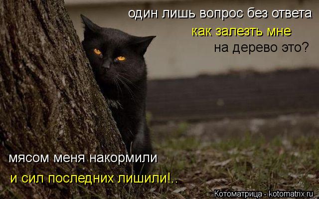 Котоматрица: один лишь вопрос без ответа как залезть мне на дерево это? мясом меня накормили и сил последних лишили!..