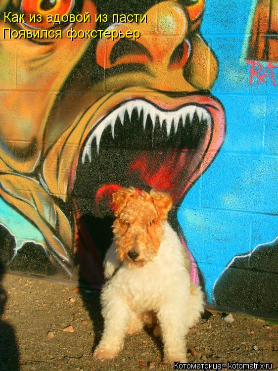 Котоматрица: Как из адовой из пасти Появился фокстерьер
