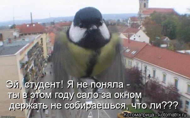 Котоматрица: Эй, студент! Я не поняла -  ты в этом году сало за окном  держать не собираешься, что ли???