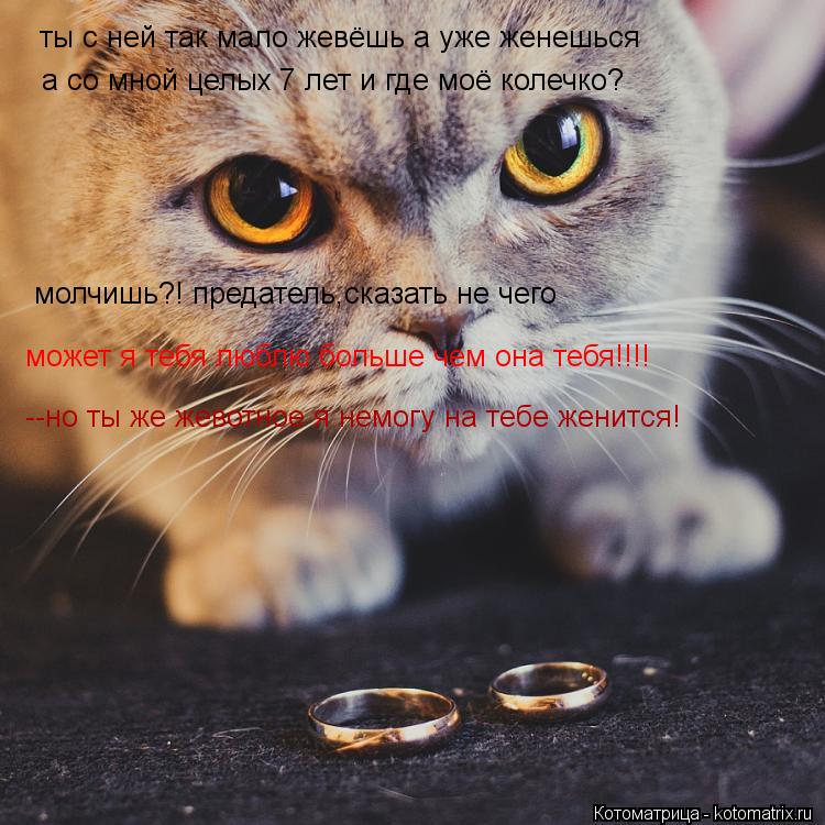 Котоматрица: ты с ней так мало жевёшь а уже женешься а со мной целых 7 лет и где моё колечко? молчишь?! предатель,сказать не чего может я тебя люблю больше ч