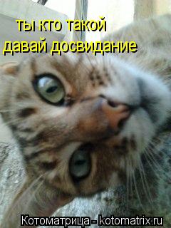 ты кто такой давай досвидание... Котоматрица: ты кто такой давай досвидание